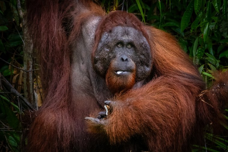 070 Kuching, semenggoh natuurreservaat.jpg